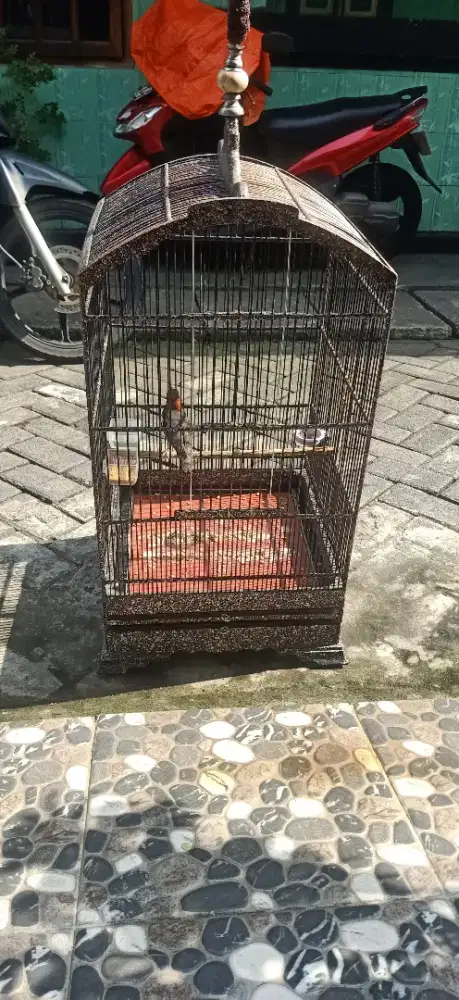 anis kembang ring geriwik geplong