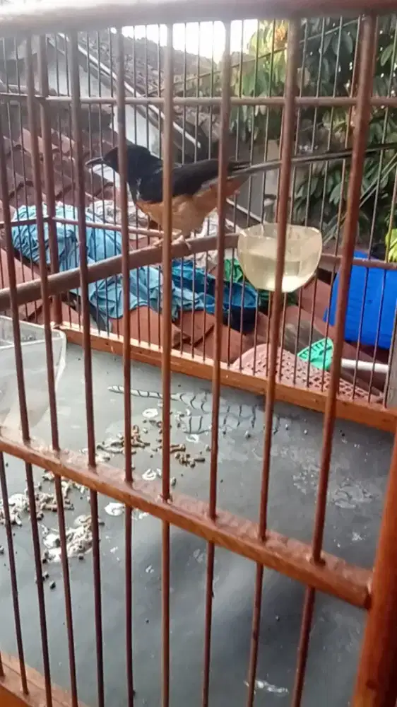 Mangga yang mau nerusin MB Larwo F2 blorok