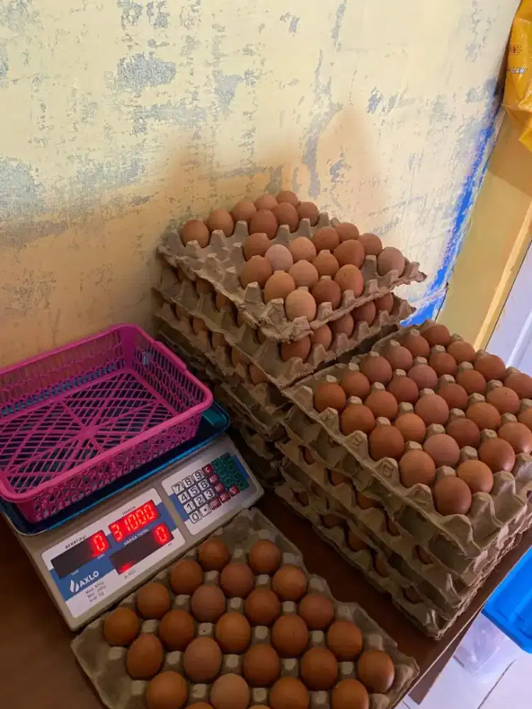 Telur Segar Murah Berkualitas