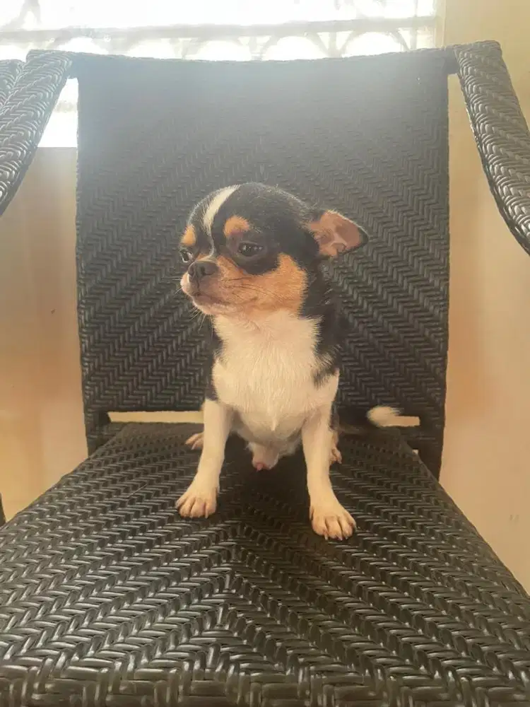 Anjing chihuahua jantan