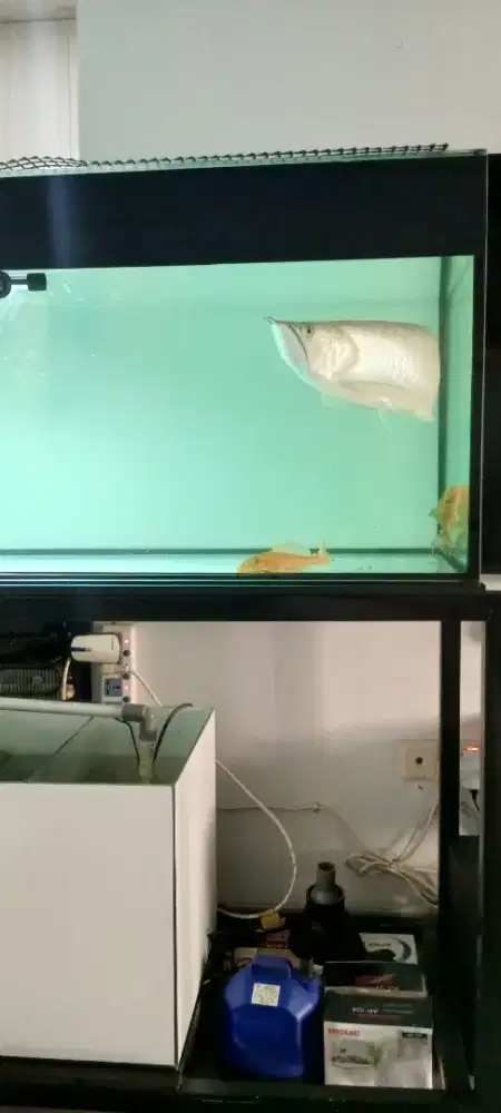 Arowana 50cm for sale