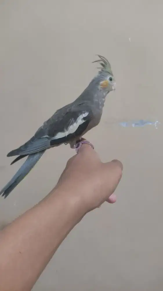 Falk grey jinak total