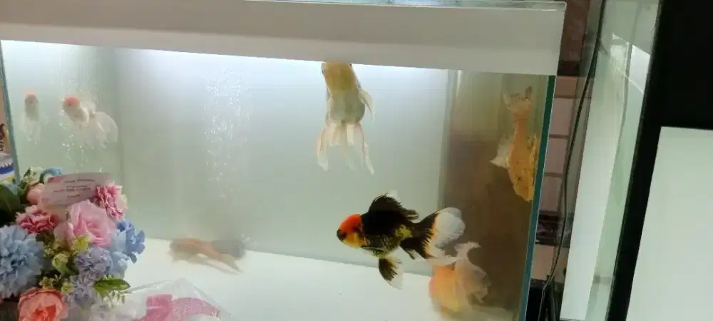 Mas Koki bersama aquarium jual murah