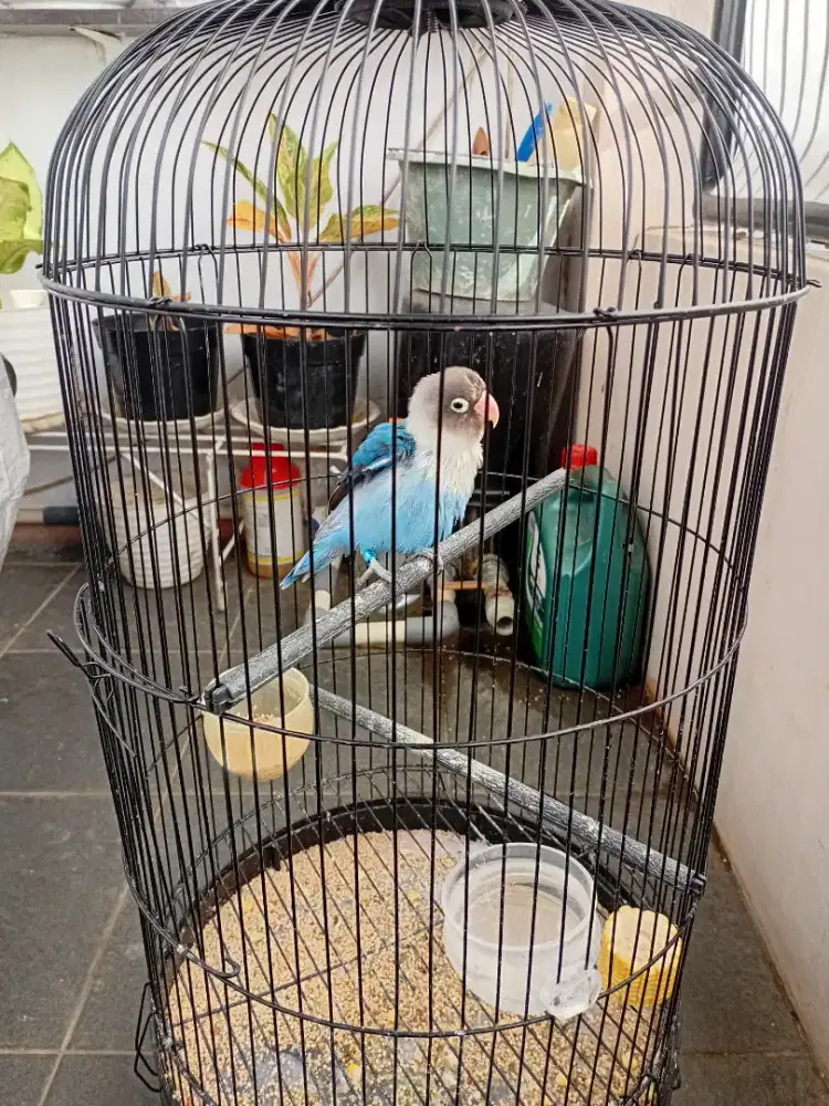 Lovebird biru mangsi