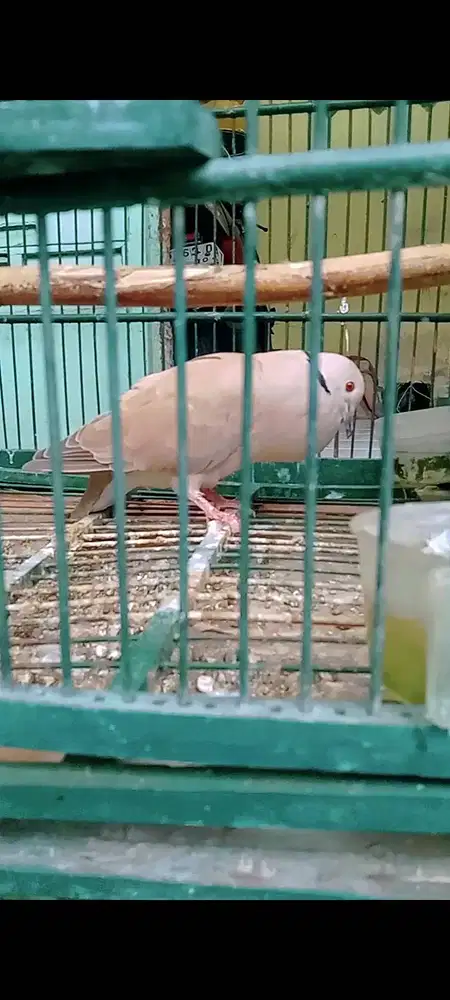 Pelung bangkok bodi super gacor pgi siang mlm