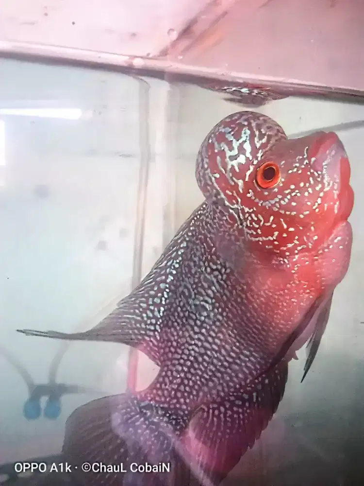 Louhan srm merah crosshead