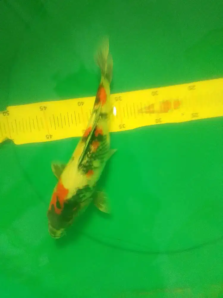 Ikan koi jenis Kindai Showa Ginrin 31cm bagus