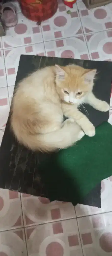 Kucing orange bulu tebal jantan