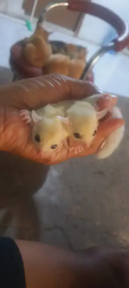 Sugar glider sg jinak leucystic leu whit face WF