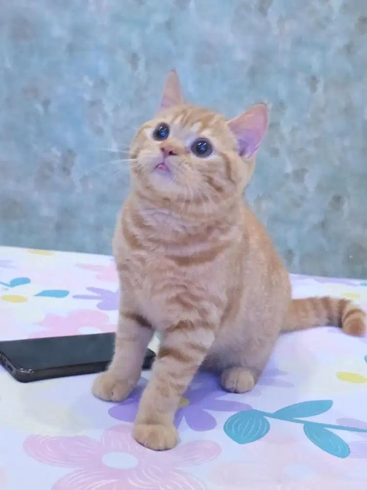 British short hair BSH