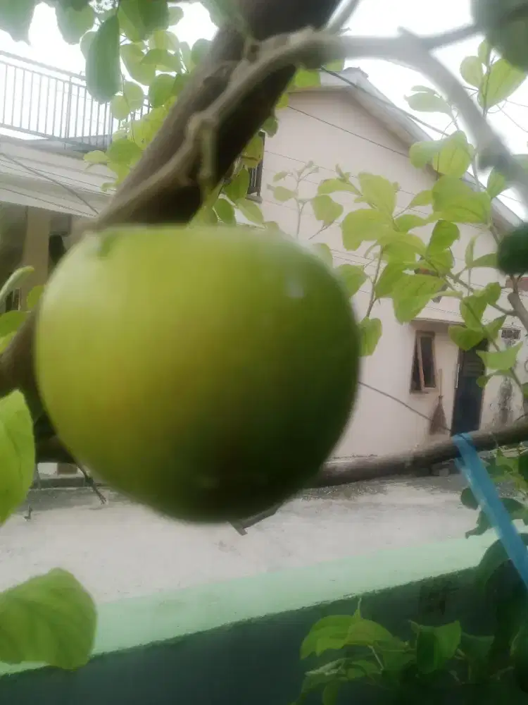 Tabulampot apel putsa