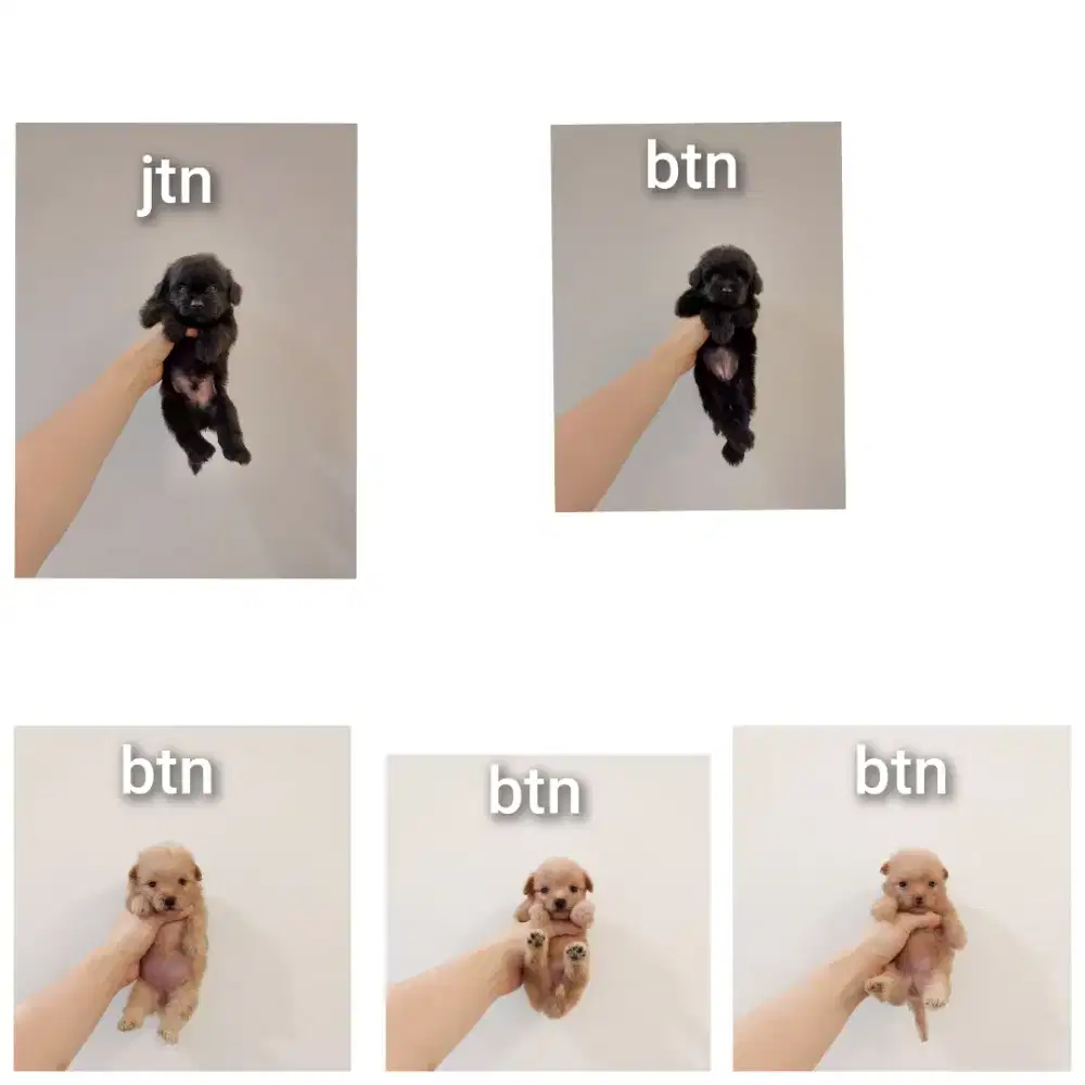 puppy poodle mix pomerian.pompoo. No php !!!