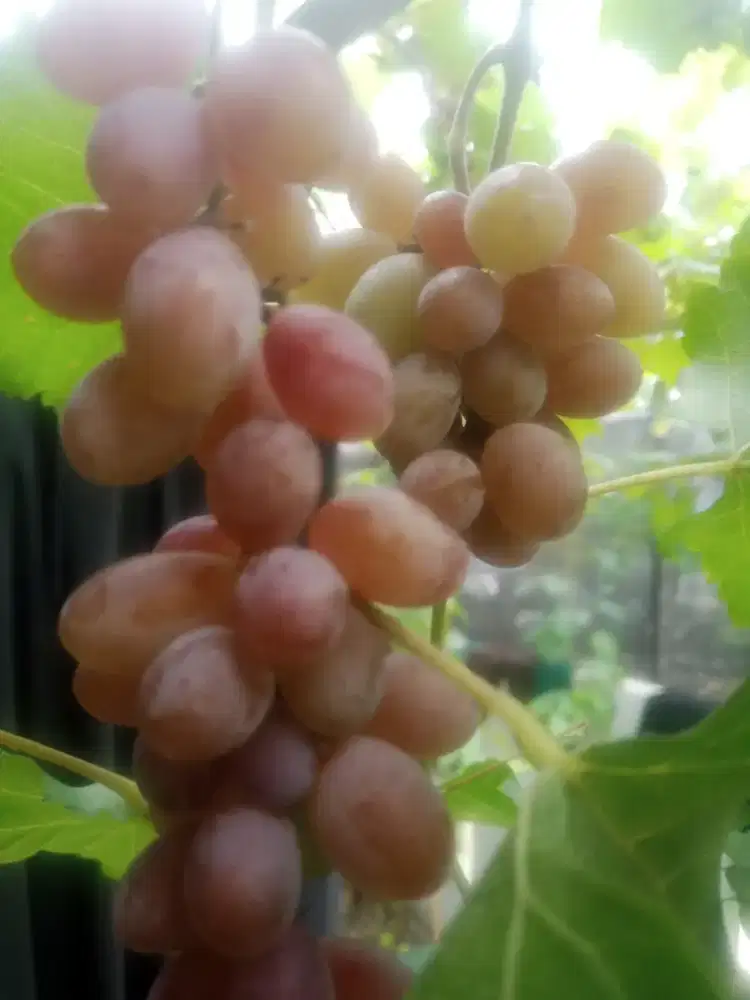 Bibit anggur import Jupiter, trans, Everest, akademik