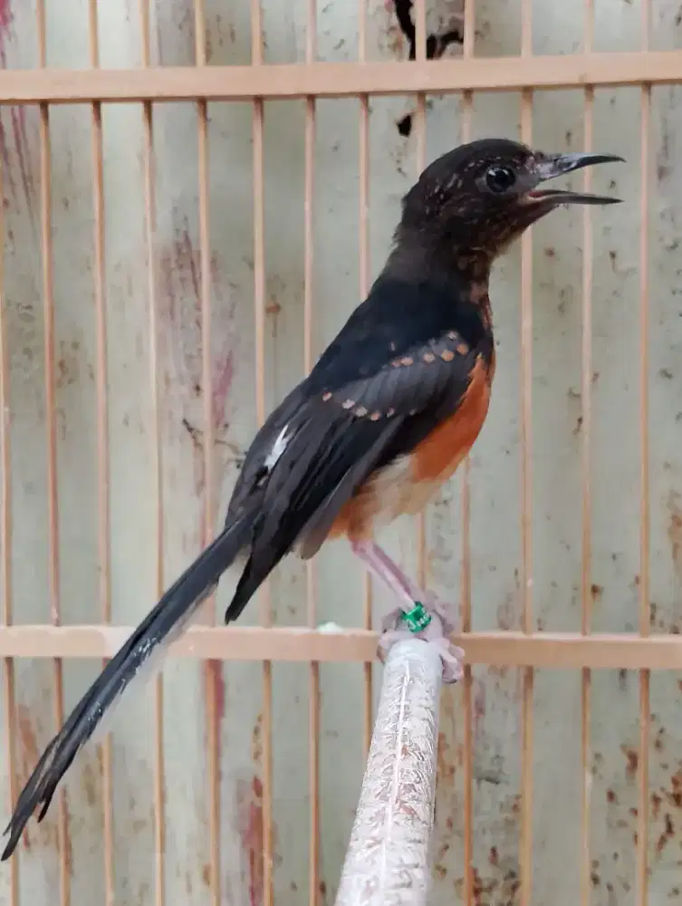 Trotol Murai Batu Jantan Seri F3 Umur 3,5 Bulan Poer Total