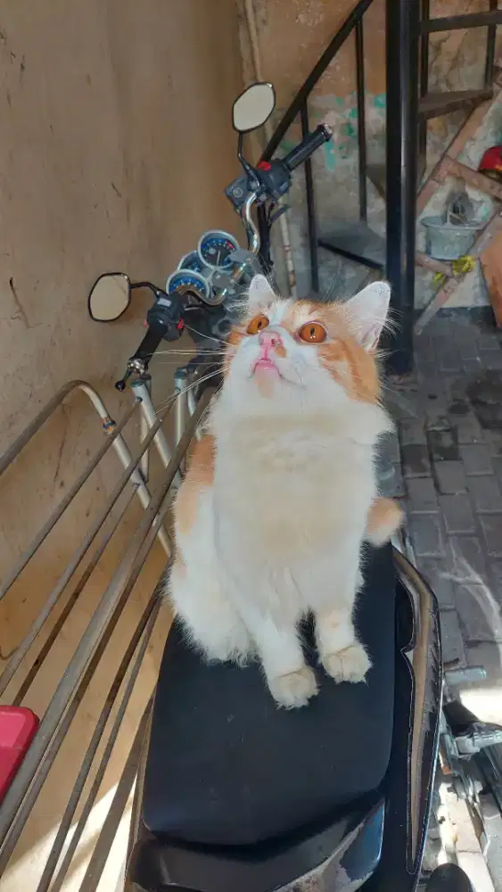 Persia longhair bigbone