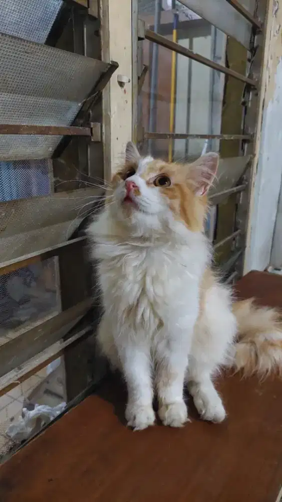 Persia longhair bigbone