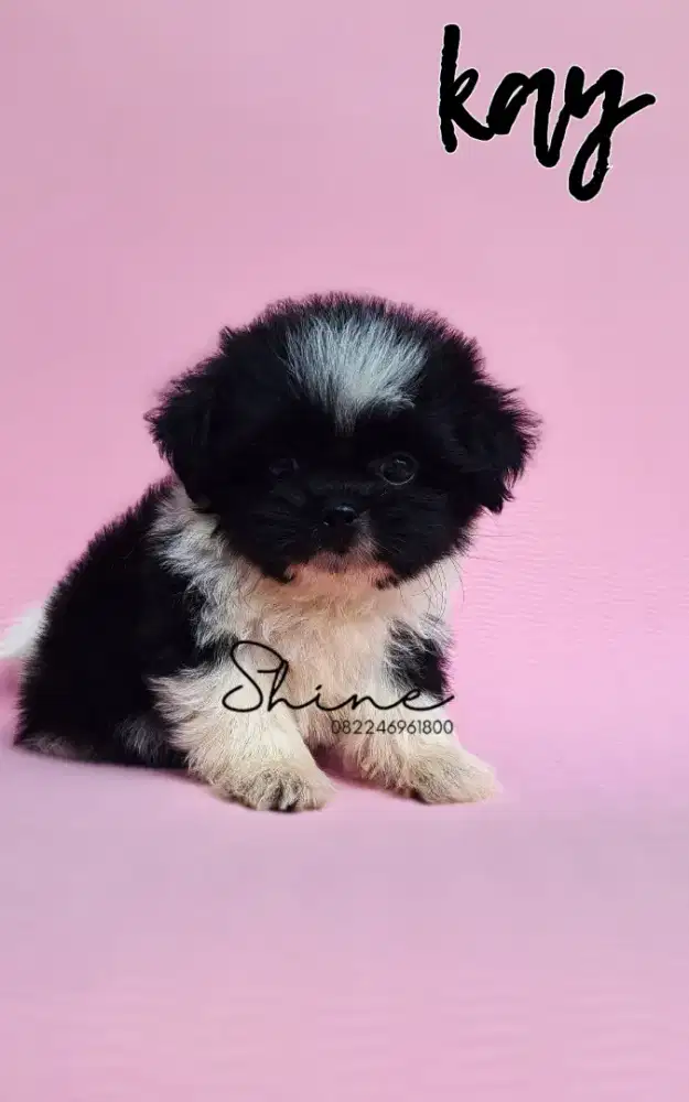 anjing mini shihtzu jantan usia 1.5 bln cari mami papi baru