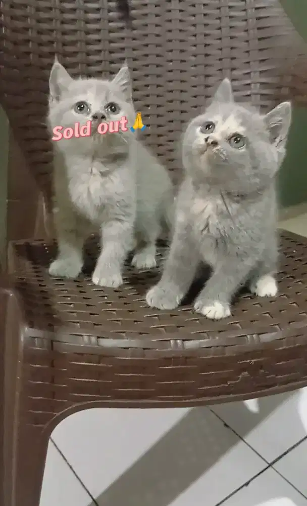 BRITISH SHORTHAIR/BSH BLUE TORTY