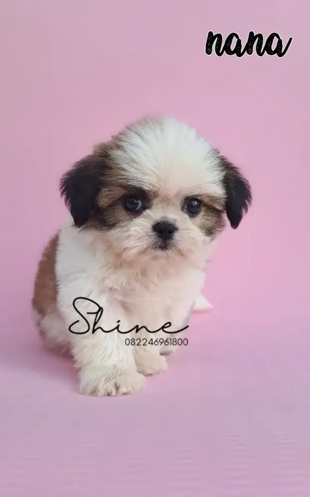 anjing mini shihtzu betina size kecil usia 1.5 bln lucu menggemaskan