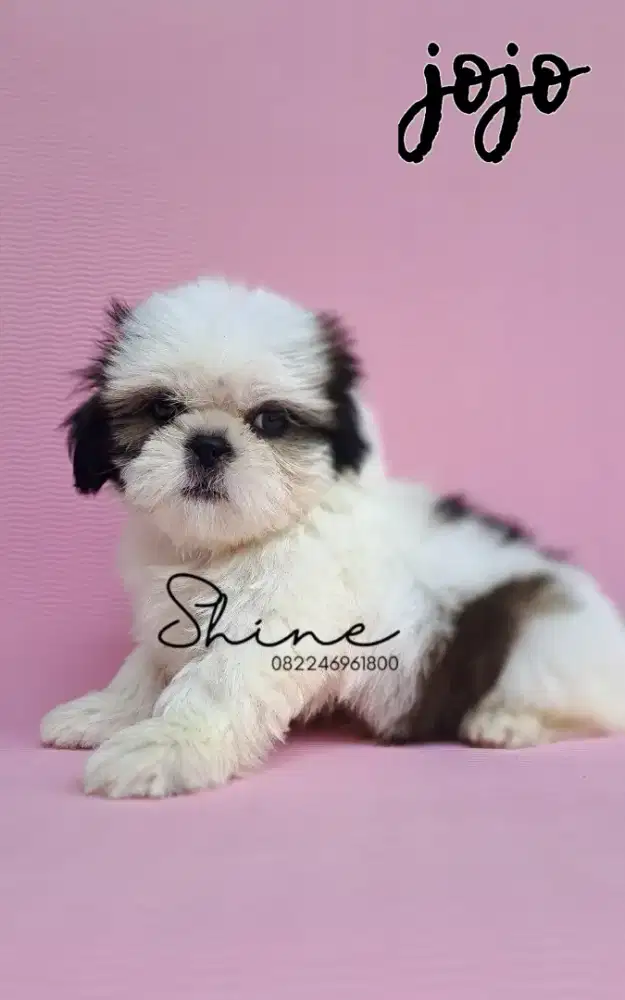 anjing mini shihtzu jantan usia 1.5 bln sehat dan terawat
