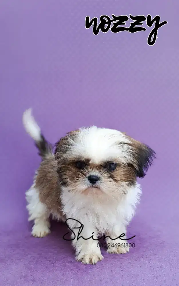anjing mini shihtzu betina usia 4 bln size cebol kecil