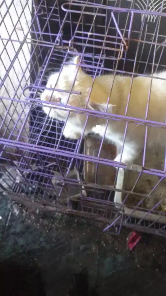 Kucing putih+kandang