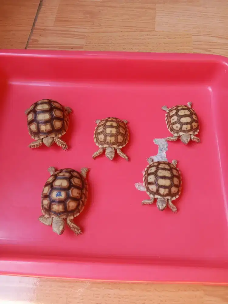 Jual Baby Sulcata 6cm dan 7.5 up