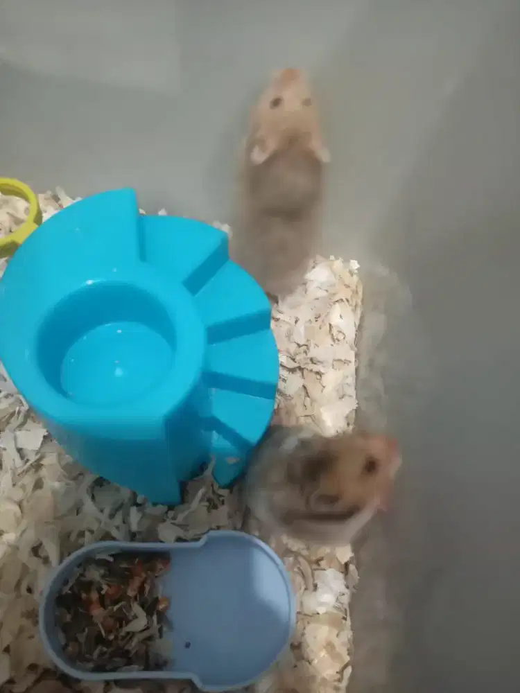 Jual murah anakan Hamster jenis Syirian umur 1-2 bulan