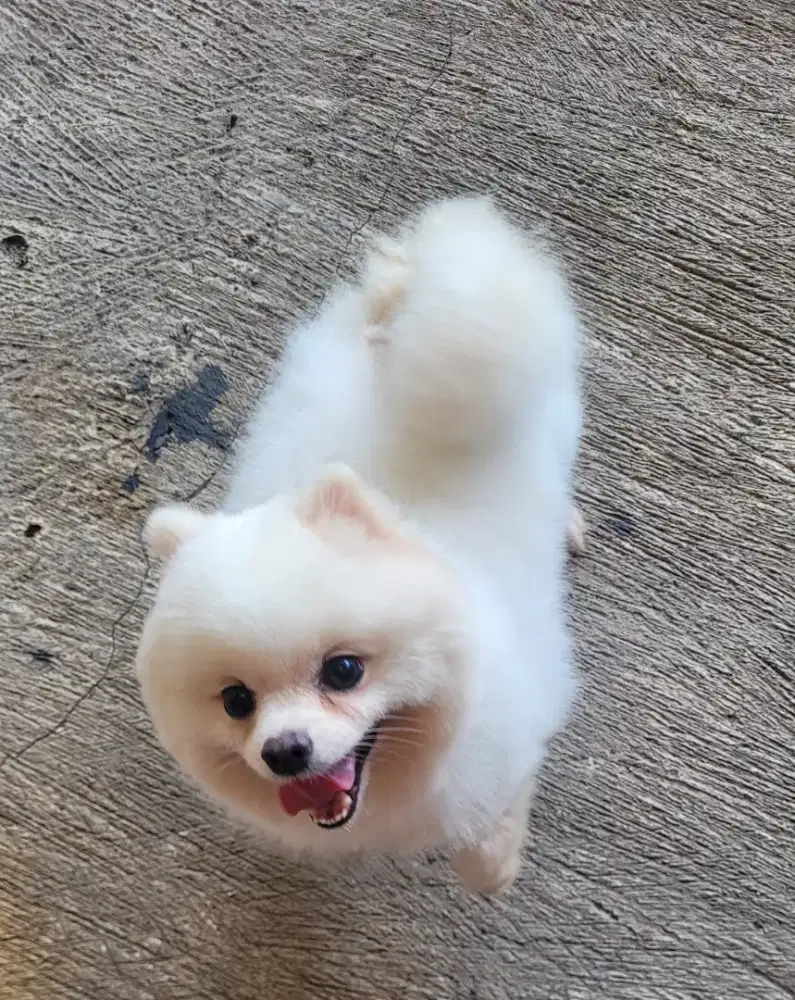 Anjing mini pom betina