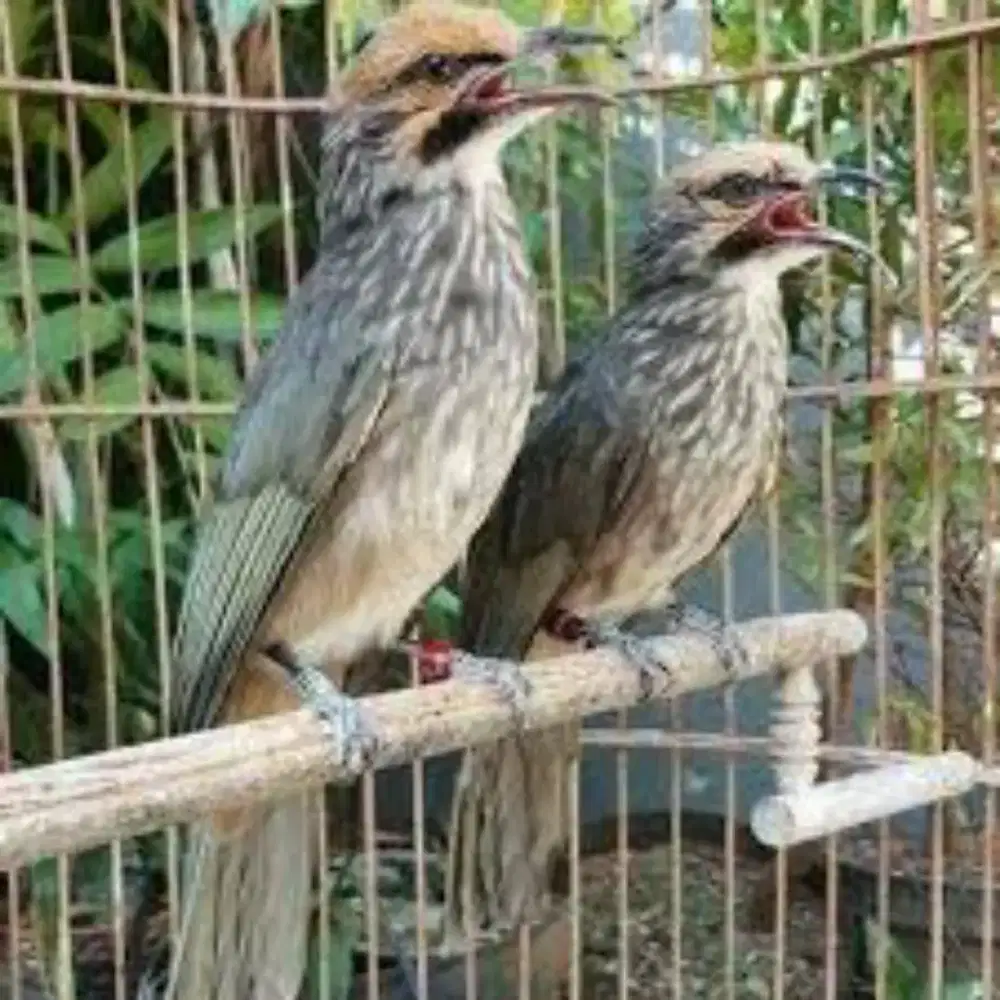 Study Breeding Legend n Kicaw Sejati