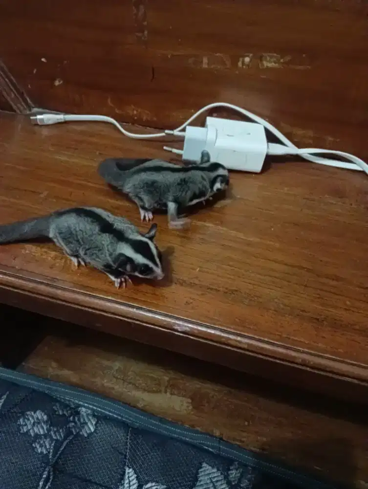 sugar Gelder sepasang adek kk