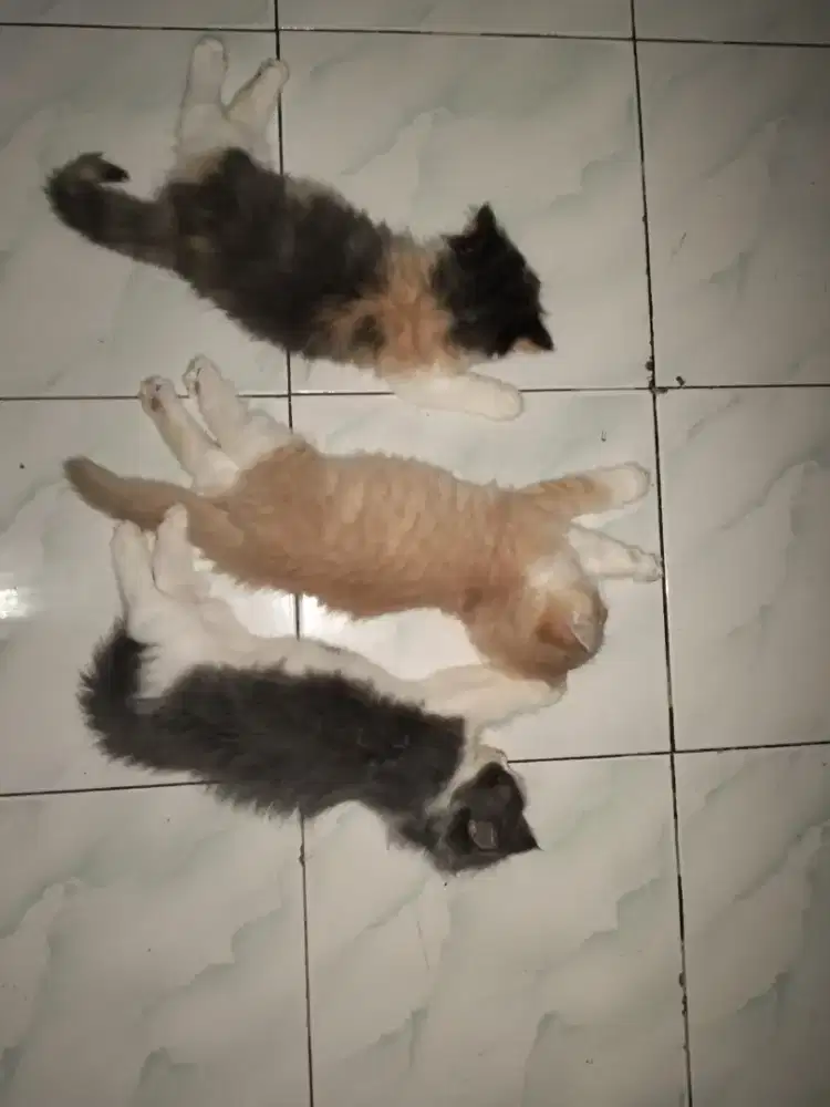 Siap adopsi kitten