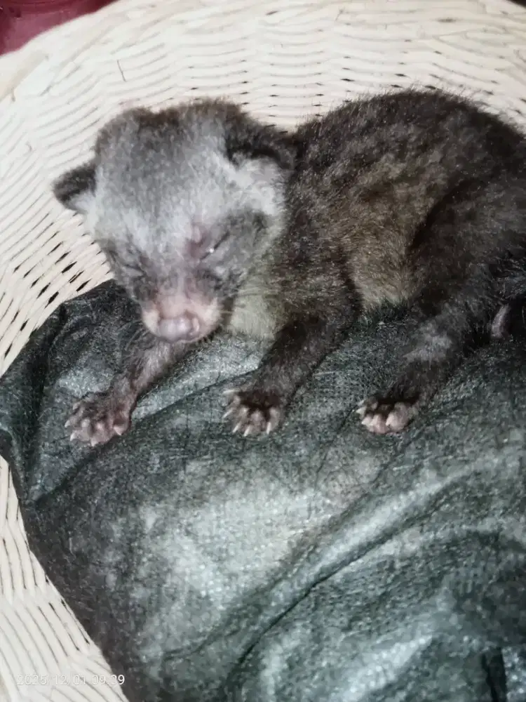 musang pandan 2 mingguan