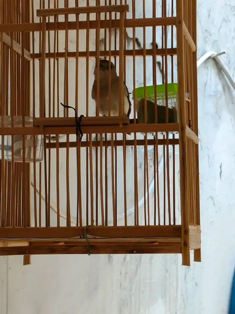 Flamboyan gacor rawatan fullset kandang kotak kayu