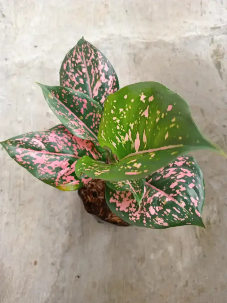 Aglonema Pink Dalmation