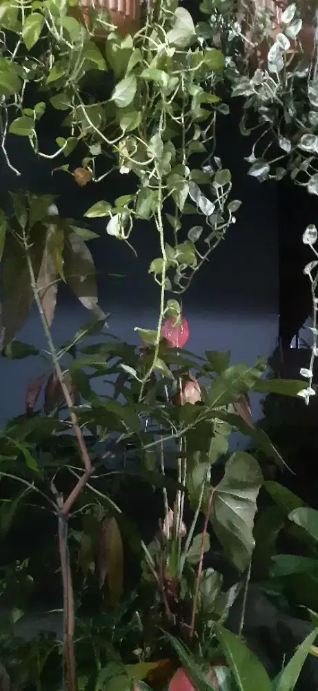 Mencari pekerjan supir