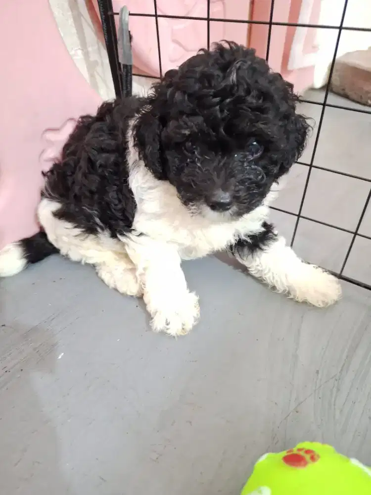 Poochon jantan warna party silver white