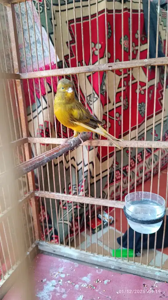 kenari AF warna cakep