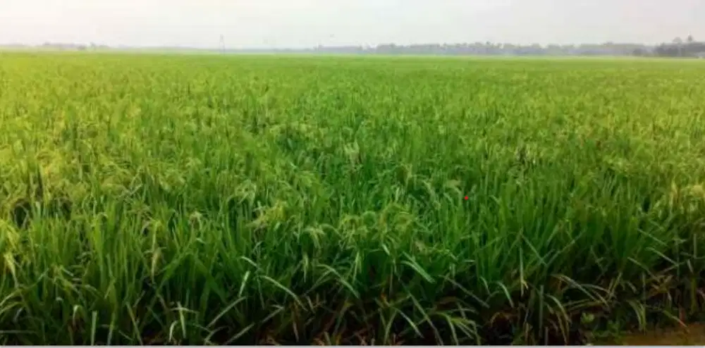 Dijual Tanah Sawah Tanjungpura Karawang