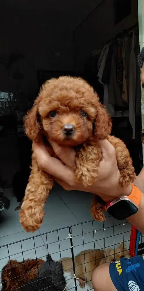 Toy poodle red betina