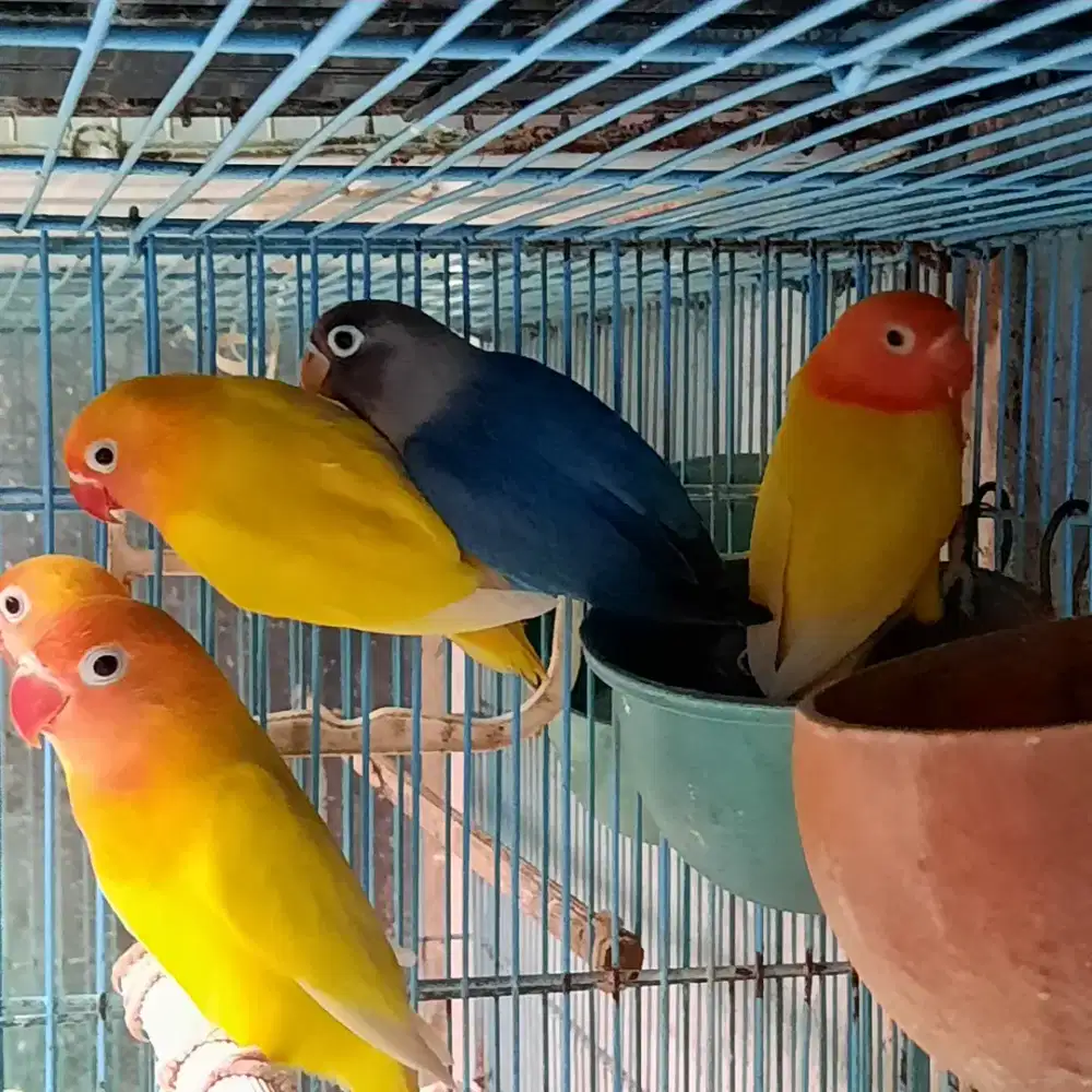 Lovebird paud surabaya