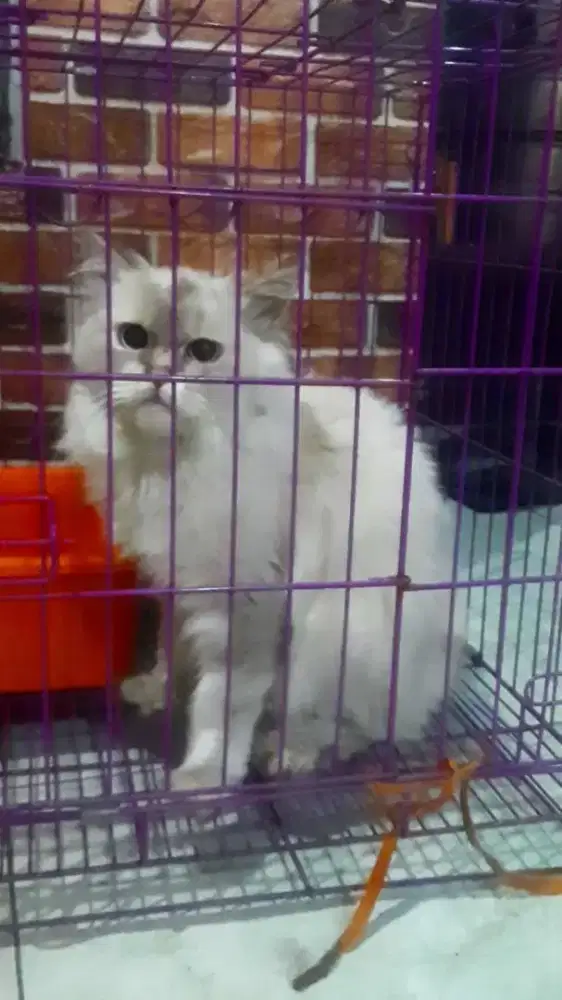 Persia Himayala Jantan Birahi