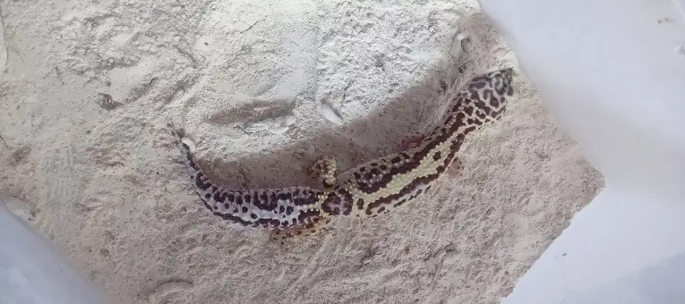 Reptil Leopard gecko