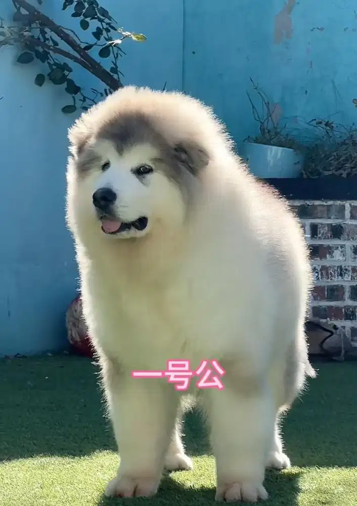 giant alaskan malamute