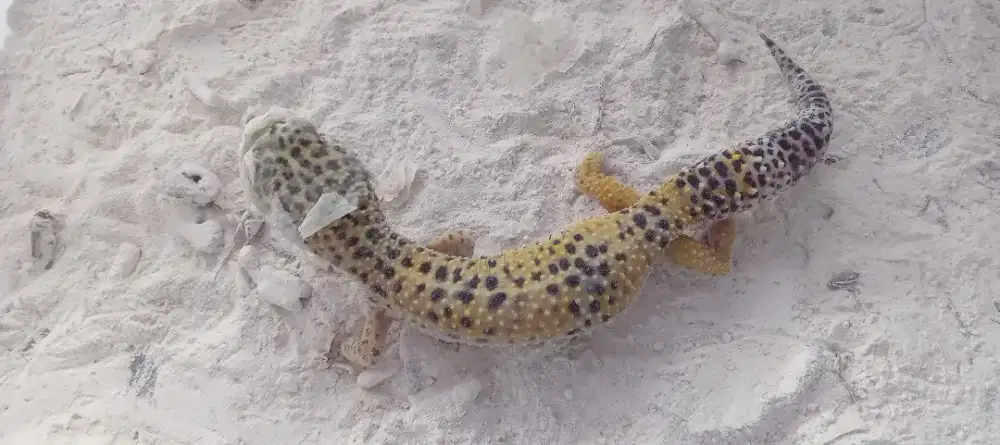 Reptil leopard gecko