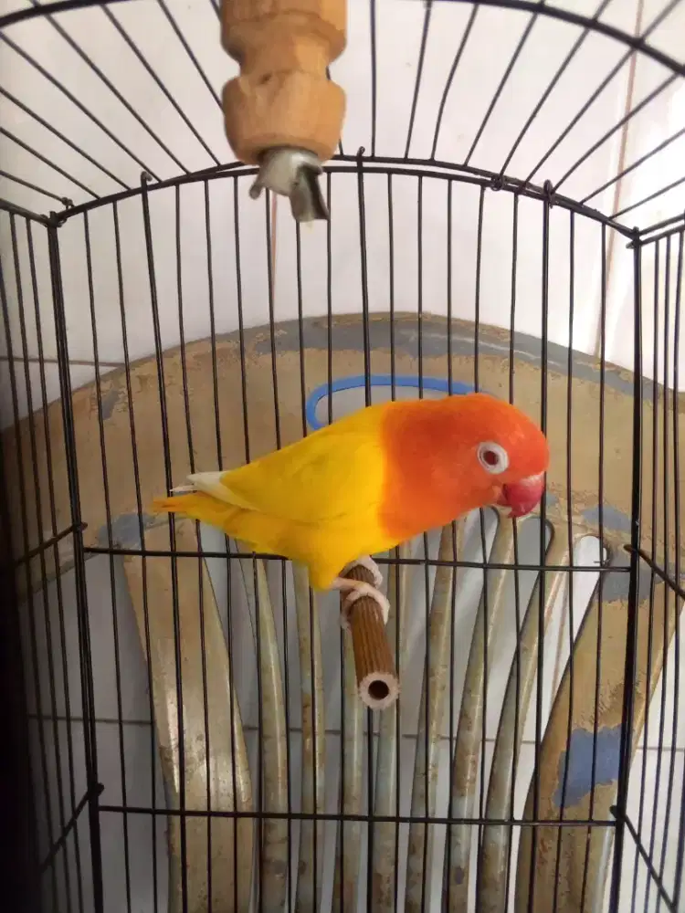 Lovebird Bio Ino MM