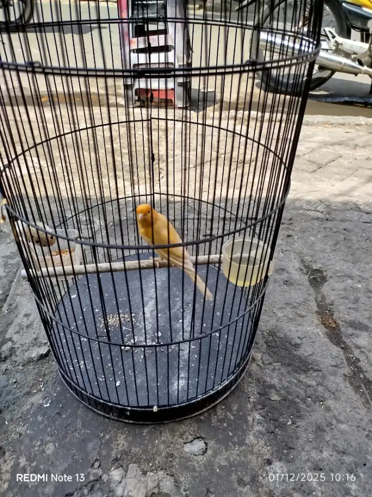 Jual burung kenari loper wiksar