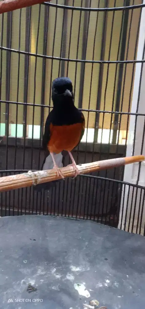 Di jual murai hutan muda 1 x mabung