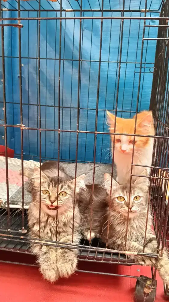 Kucing kitten Persia jantan