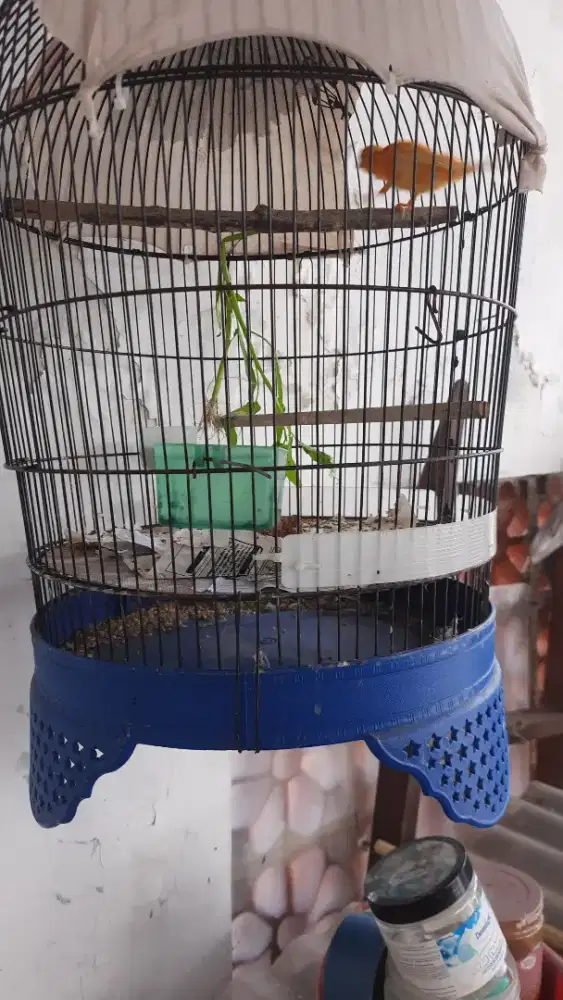 Jual kenari merlok jantan.